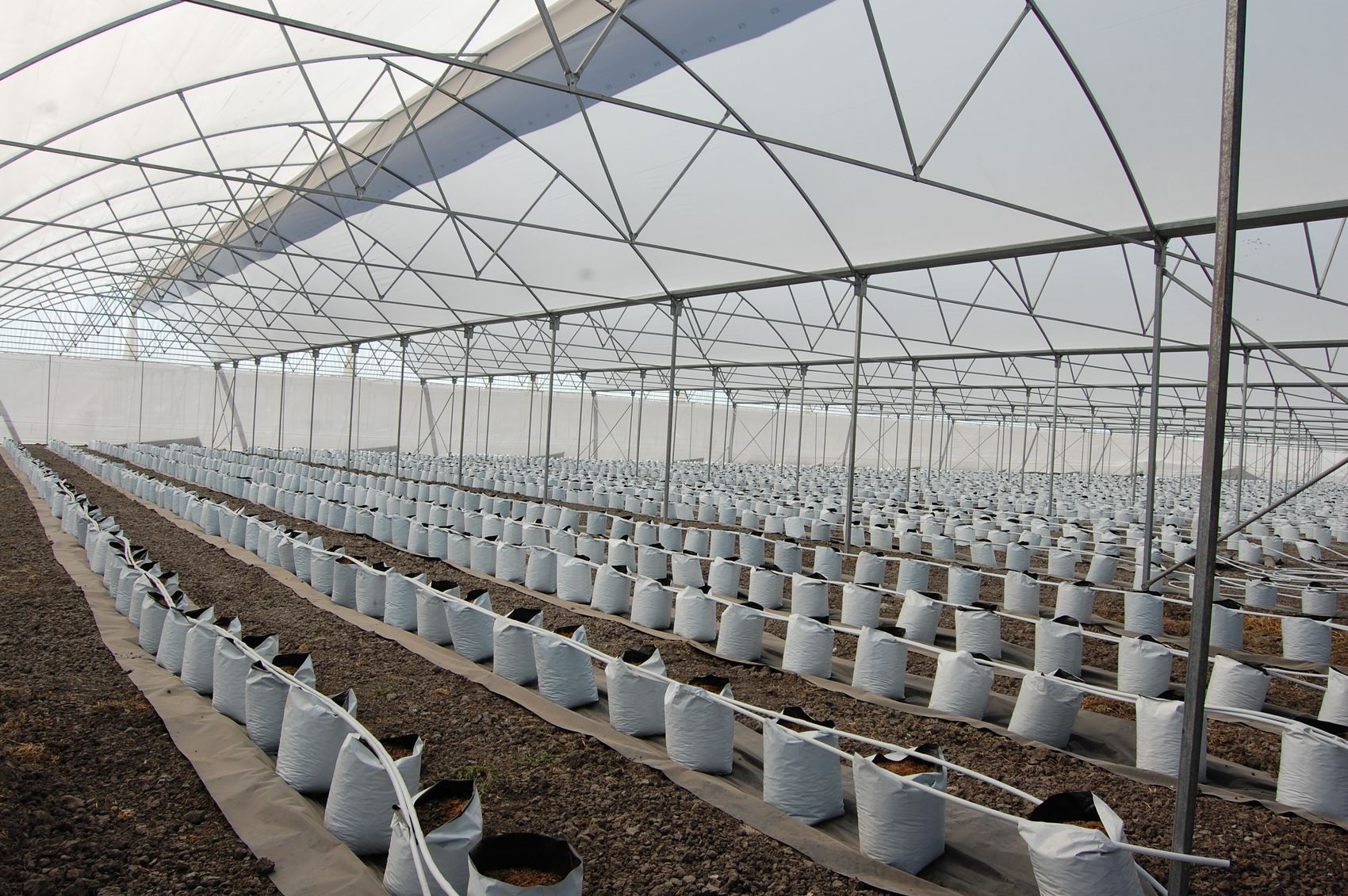 Fertirriego LAB — interior de invernadero