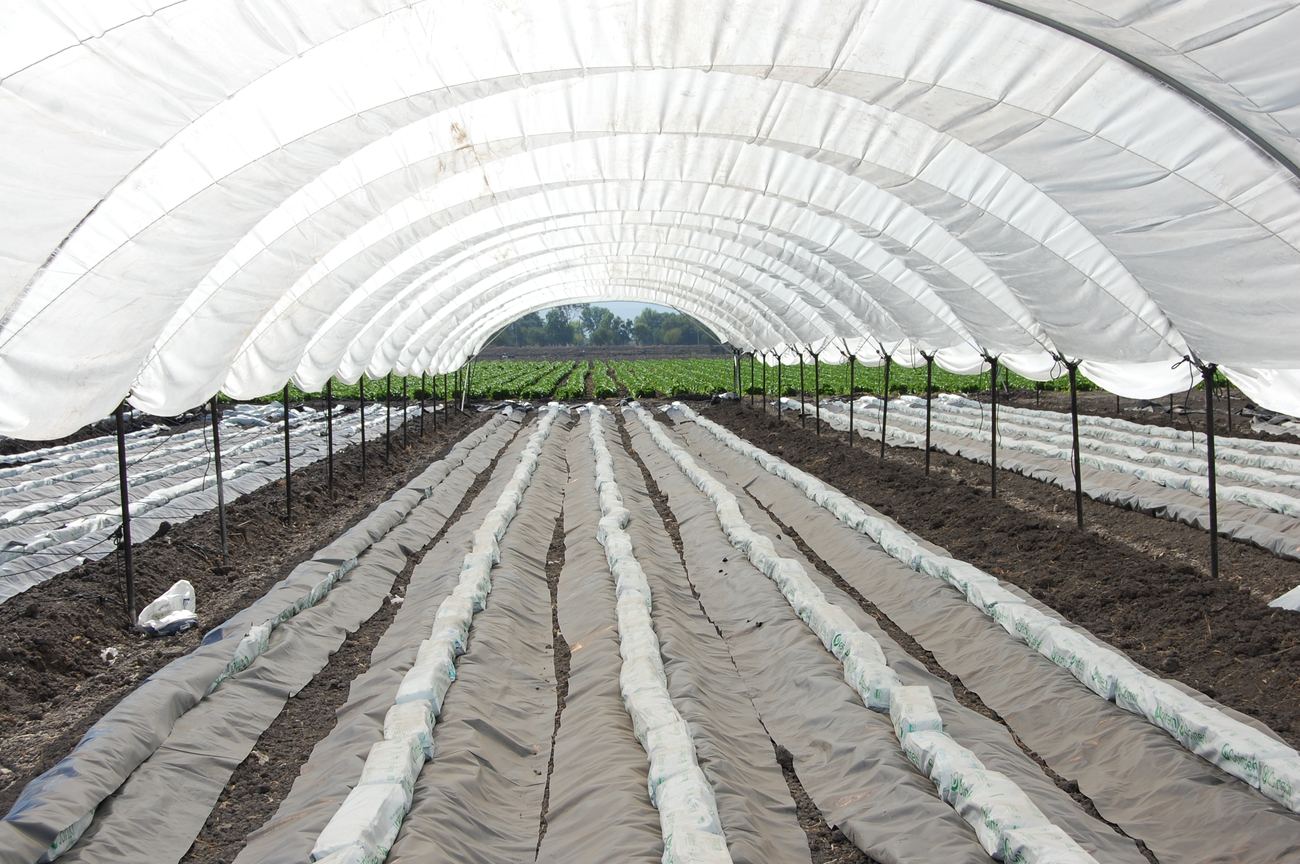 Fertirriego LAB — Interior de macrotúnel